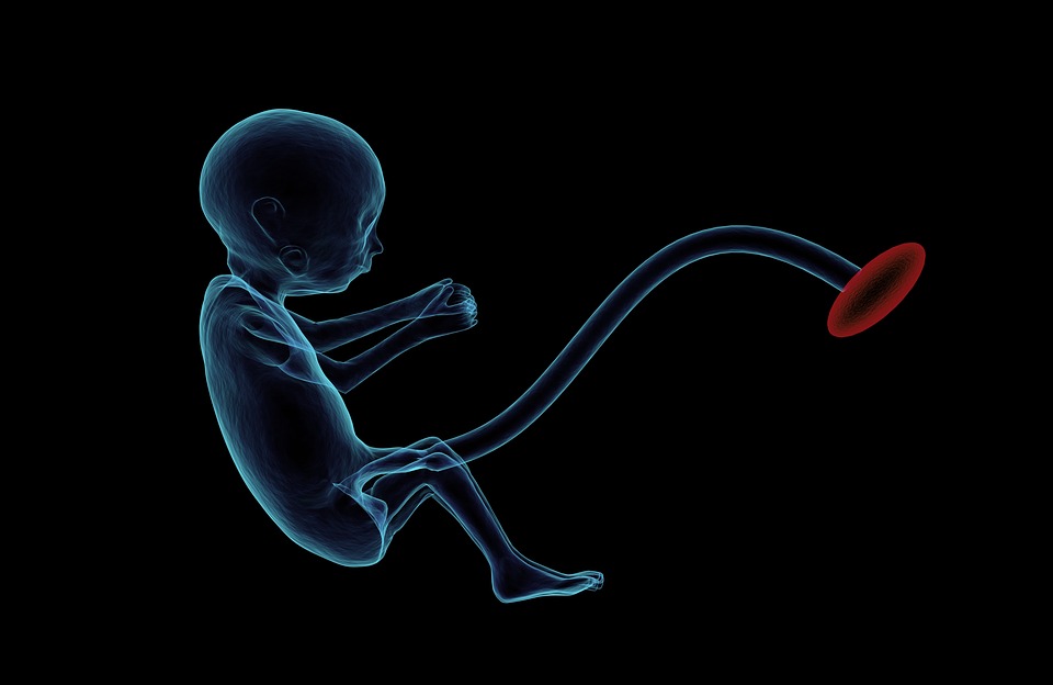 a-fost-creat-primul-uter-artificial-care-are-potentialul-de-a-scadea-rata-mortalitatii-in-randul-copiilor-nascuti-prematur